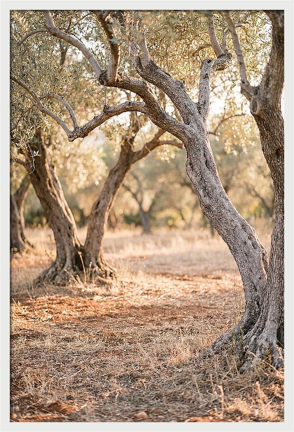 Ancient Olive Grove Serenity