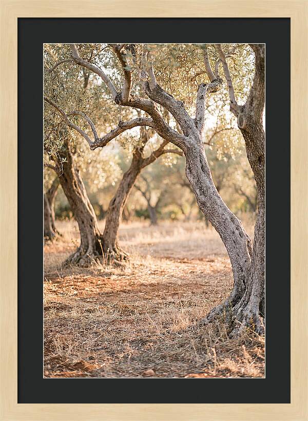 Ancient Olive Grove Serenity