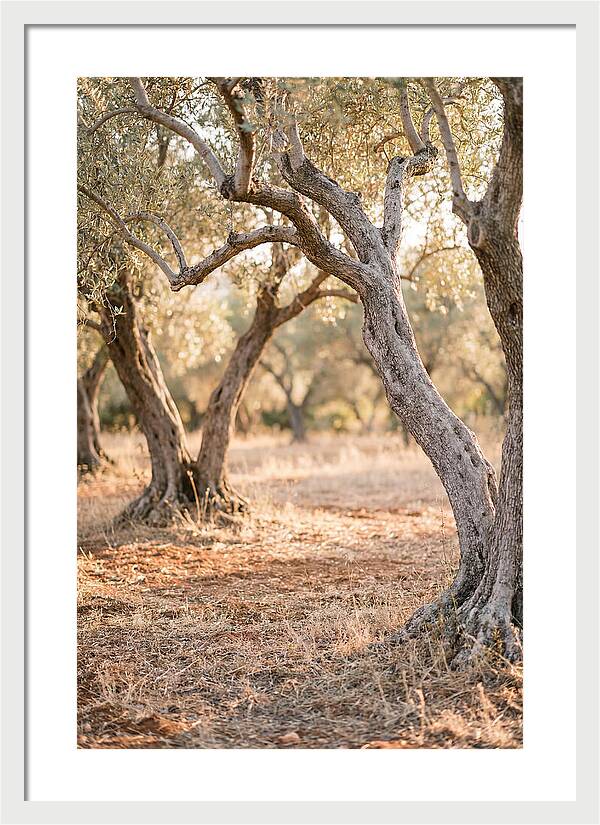 Ancient Olive Grove Serenity