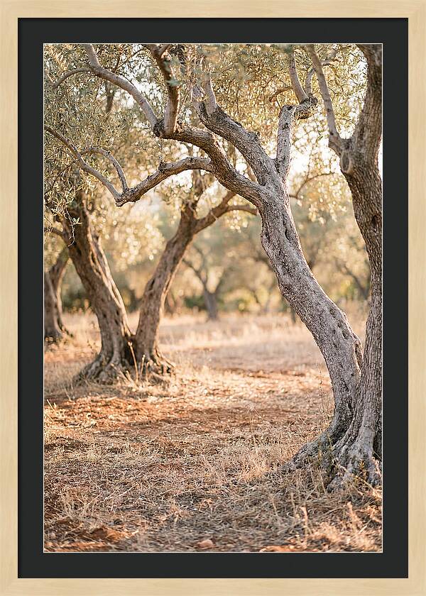 Ancient Olive Grove Serenity