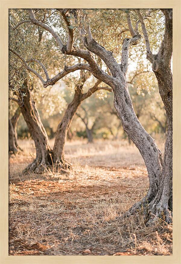 Ancient Olive Grove Serenity