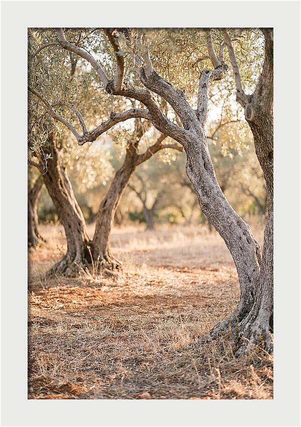 Ancient Olive Grove Serenity