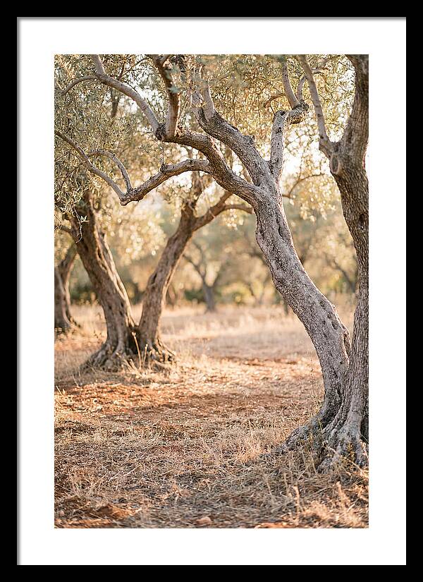Ancient Olive Grove Serenity