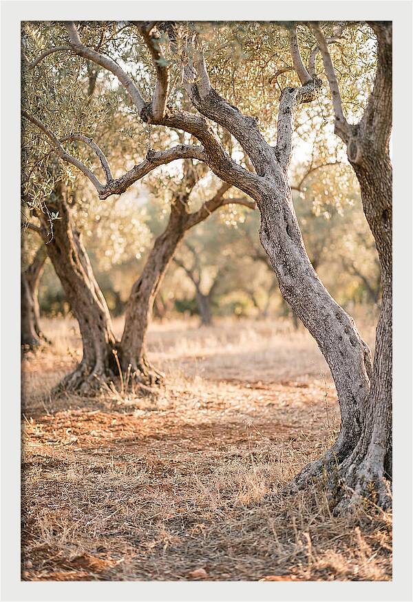 Ancient Olive Grove Serenity