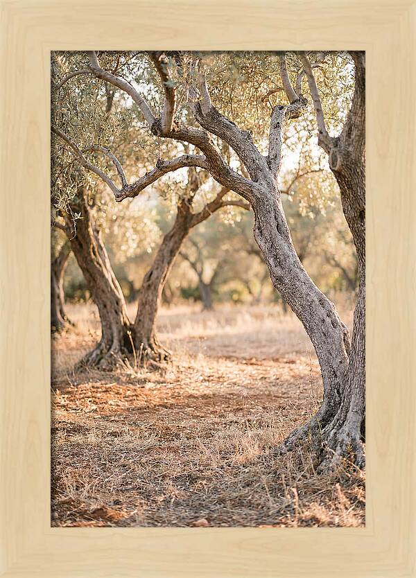 Ancient Olive Grove Serenity