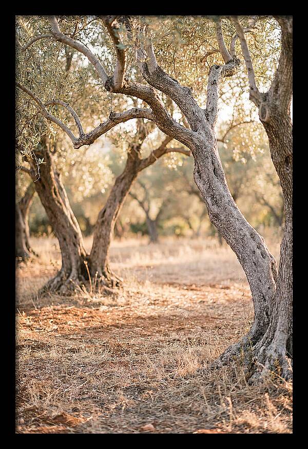 Ancient Olive Grove Serenity