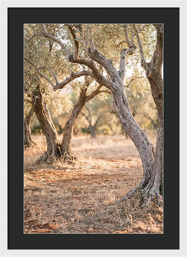 Ancient Olive Grove Serenity