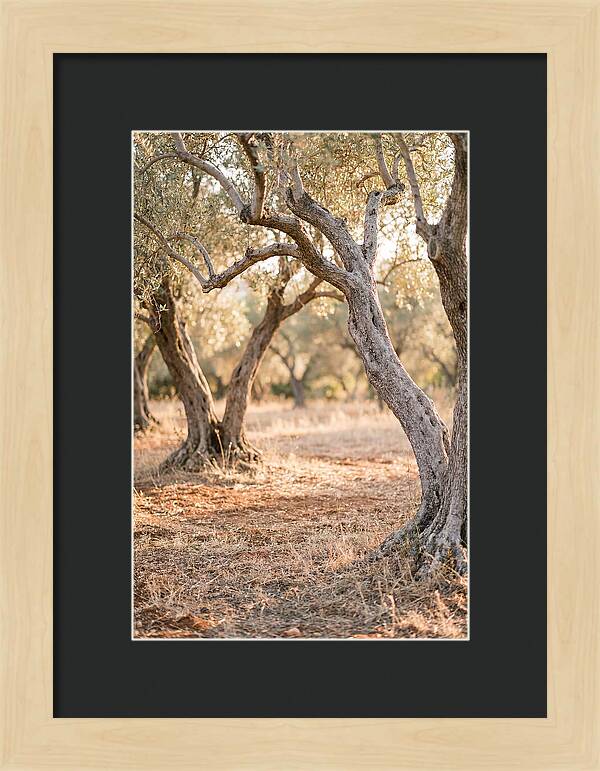 Ancient Olive Grove Serenity