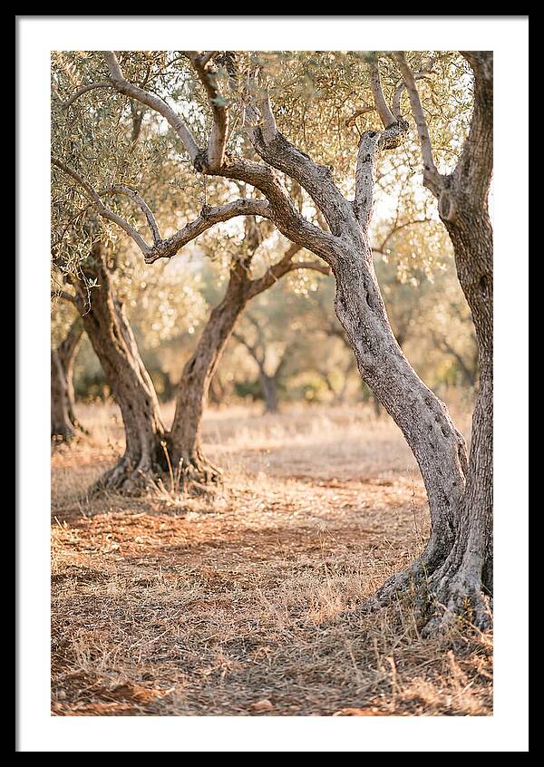 Ancient Olive Grove Serenity