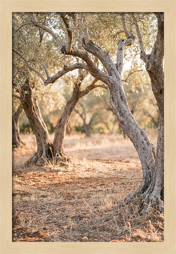 Ancient Olive Grove Serenity