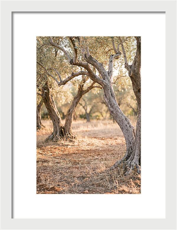Ancient Olive Grove Serenity