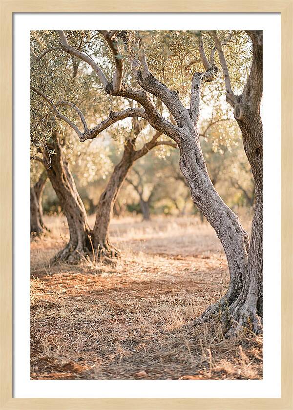 Ancient Olive Grove Serenity