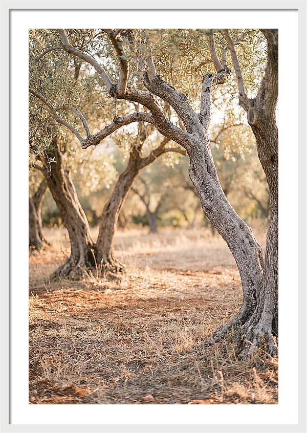 Ancient Olive Grove Serenity