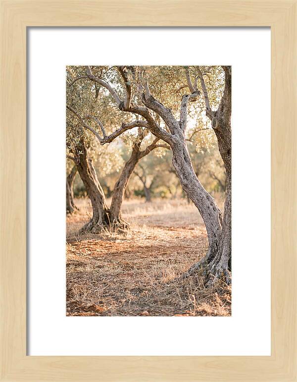 Ancient Olive Grove Serenity