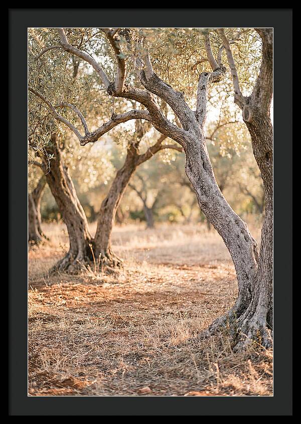 Ancient Olive Grove Serenity