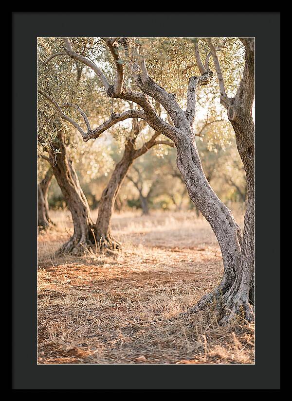 Ancient Olive Grove Serenity