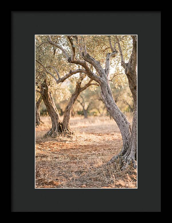 Ancient Olive Grove Serenity