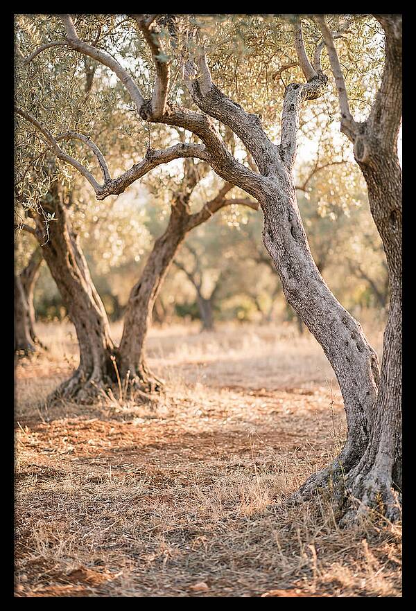 Ancient Olive Grove Serenity