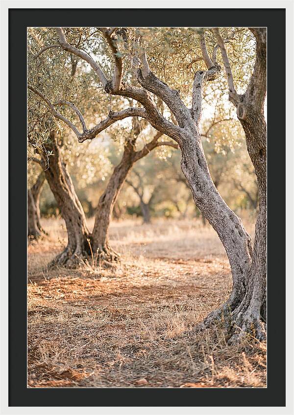 Ancient Olive Grove Serenity