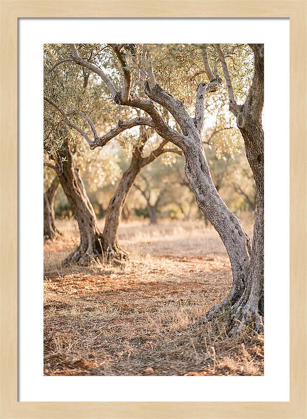 Ancient Olive Grove Serenity