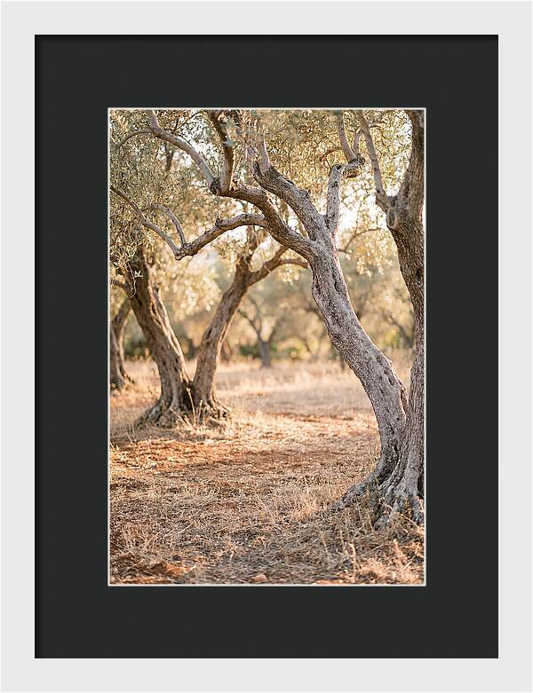 Ancient Olive Grove Serenity