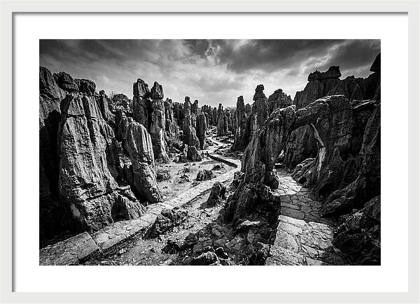 Ancient Stone Forest