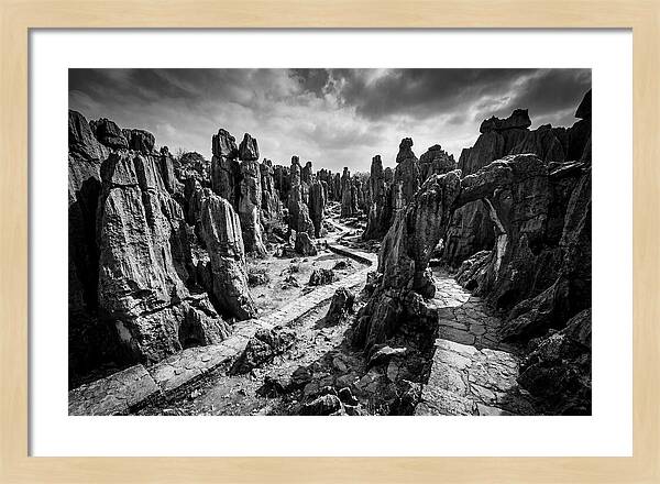 Ancient Stone Forest