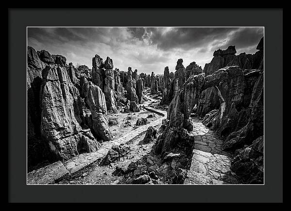 Ancient Stone Forest