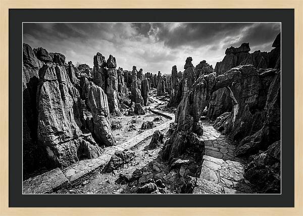 Ancient Stone Forest