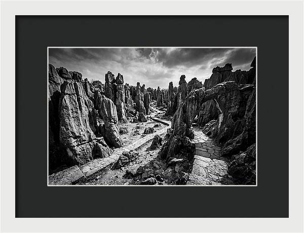 Ancient Stone Forest