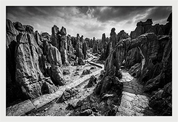 Ancient Stone Forest