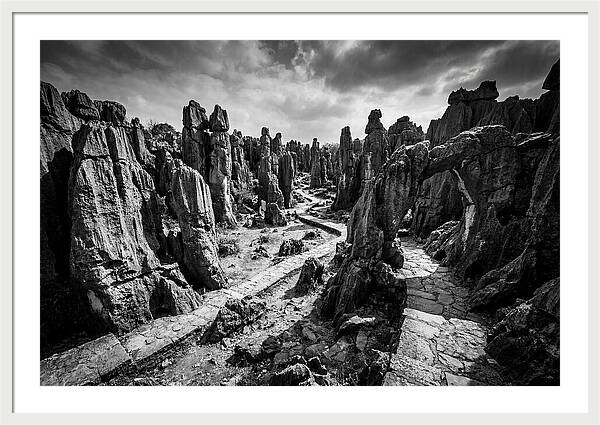 Ancient Stone Forest