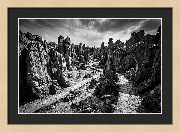 Ancient Stone Forest