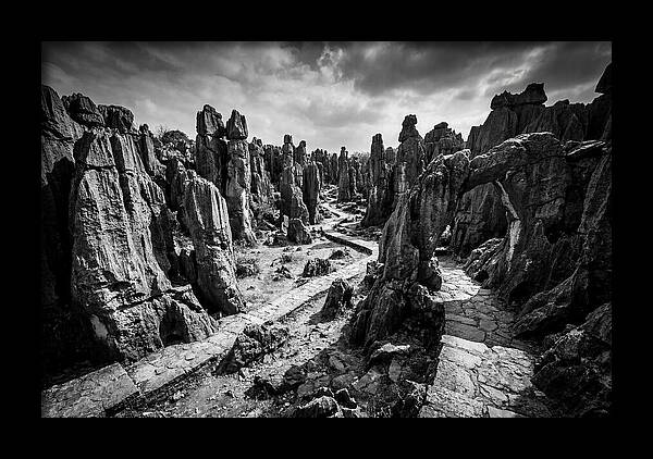 Ancient Stone Forest