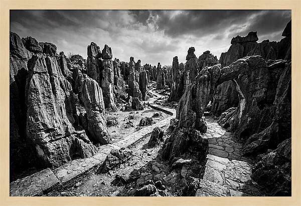 Ancient Stone Forest