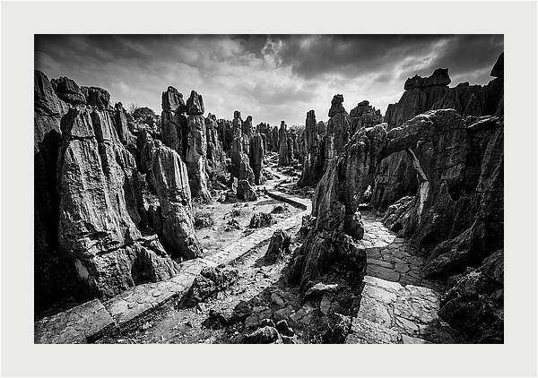 Ancient Stone Forest