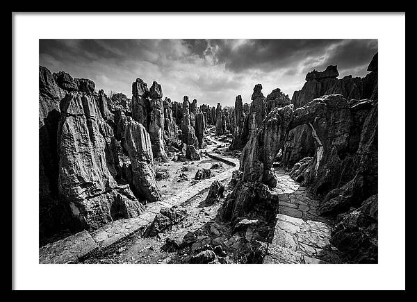 Ancient Stone Forest