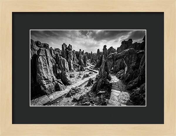Ancient Stone Forest