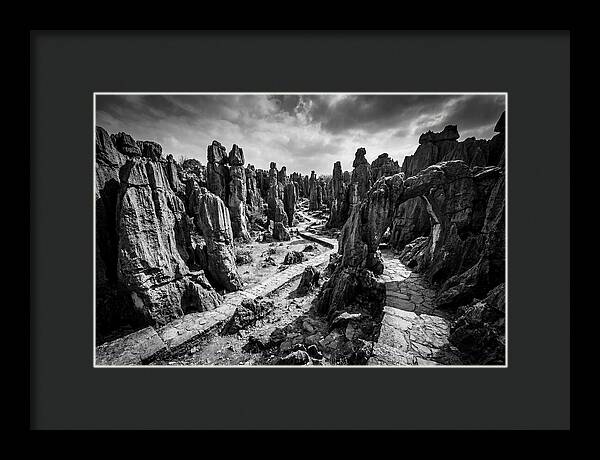 Ancient Stone Forest