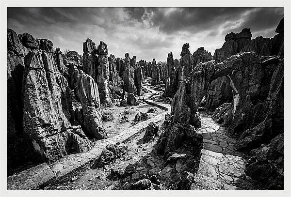 Ancient Stone Forest