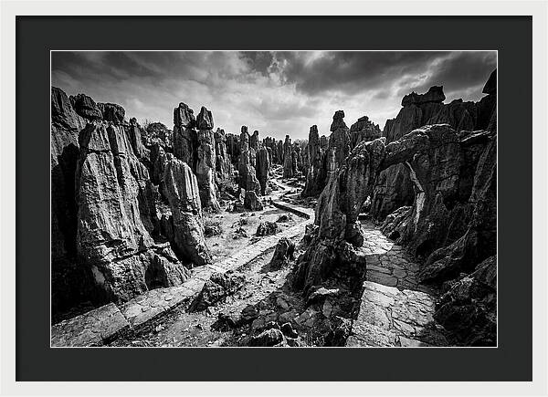 Ancient Stone Forest
