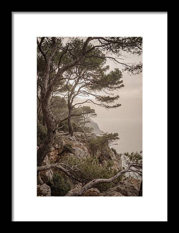 Ancient Stone Pine Forest