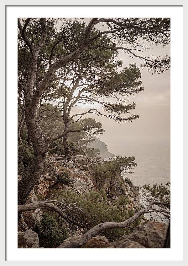 Ancient Stone Pine Forest