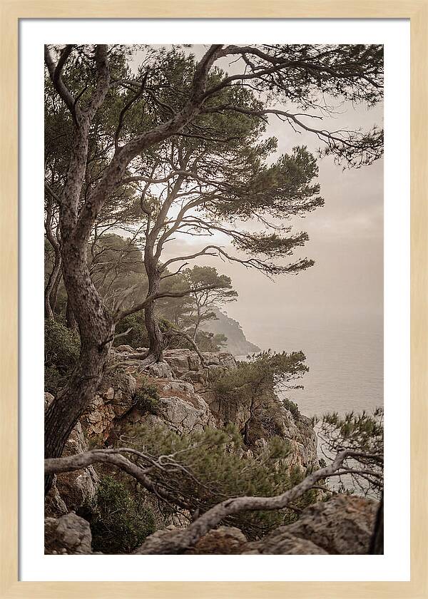 Ancient Stone Pine Forest