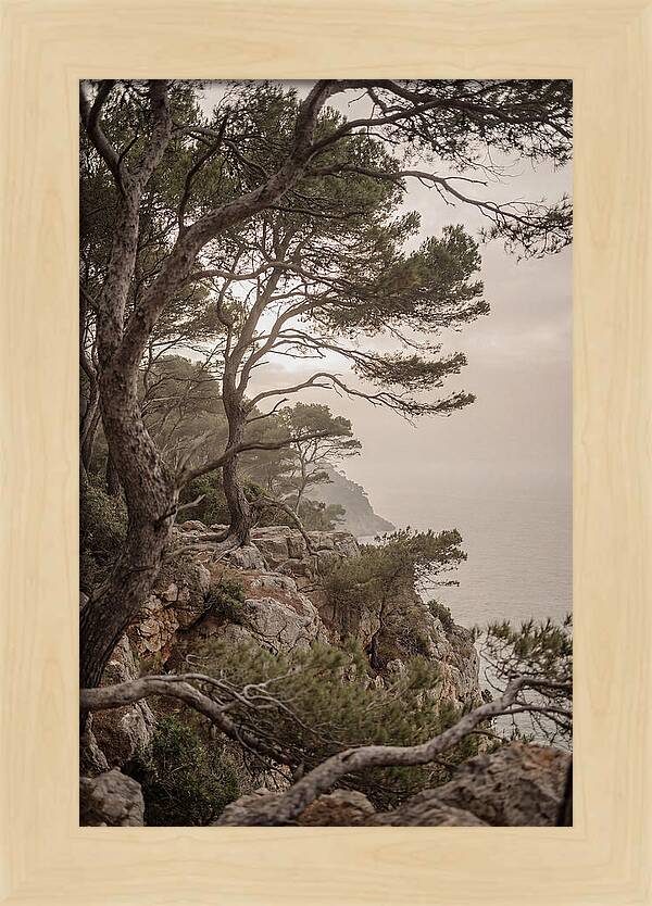 Ancient Stone Pine Forest
