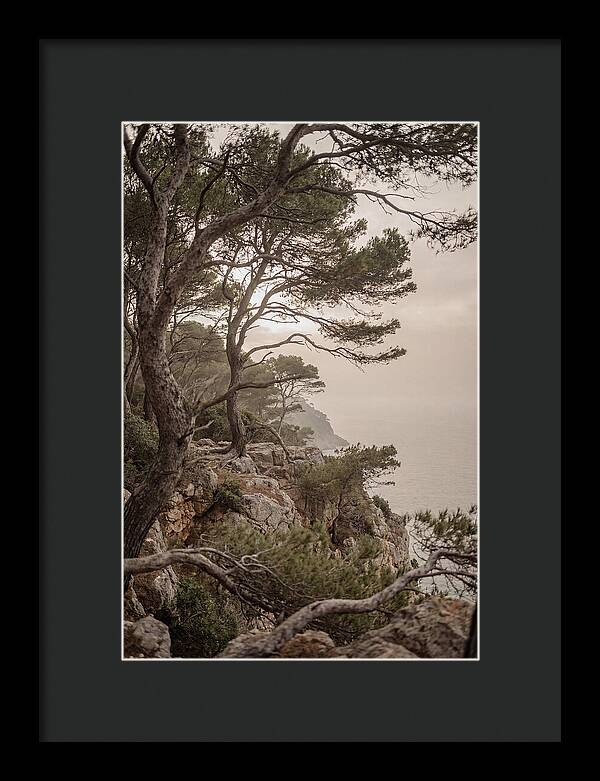 Ancient Stone Pine Forest