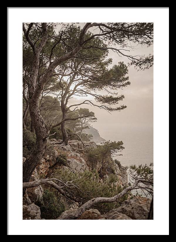 Ancient Stone Pine Forest