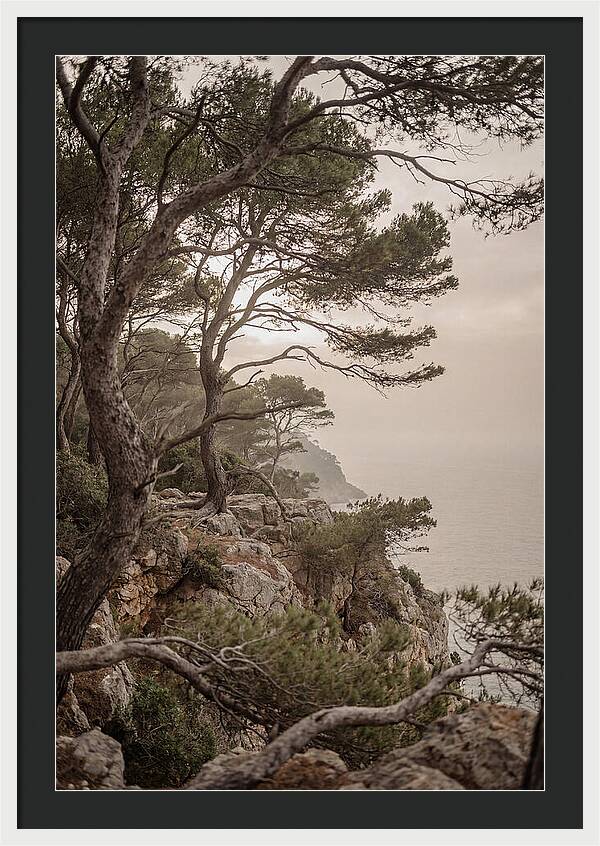 Ancient Stone Pine Forest