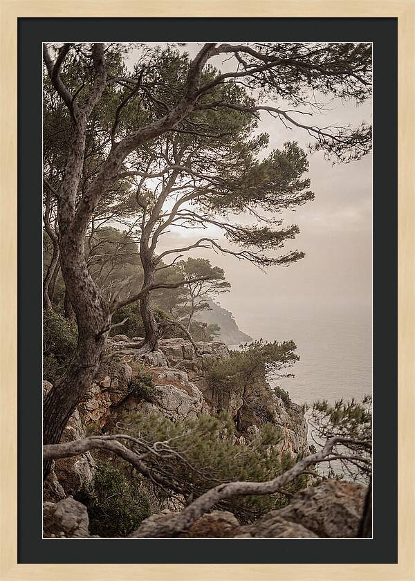 Ancient Stone Pine Forest