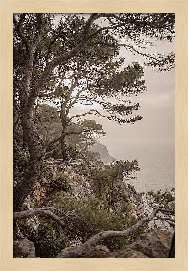 Ancient Stone Pine Forest